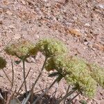 Eriogonum robustum Hábito