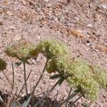 Eriogonum robustum ᱛᱟᱦᱮᱸ