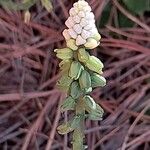 Drimiopsis maculata Blomma