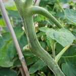 Solanum lycopersicum Rusca