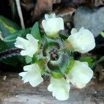 Prunella laciniata Flower