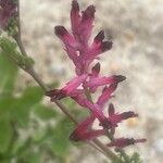 Fumaria muralis Fiore