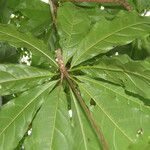 Terminalia bucidoides Leaf