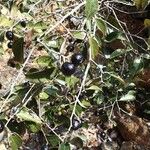 Cryptocarya transversa Hábito