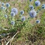 Echinops ritroКветка