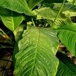 Spathiphyllum blandum Foglia