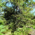 Larix kaempferi Hábito