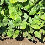 Asarum caudatum Yaprak