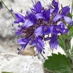 Paederota bonarota Fula