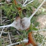 Vachellia seyal Fruto