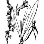 Spiranthes aestivalis Other