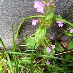 Clinopodium vulgareHoja