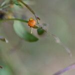 Chenopodium nutans Gyümölcs