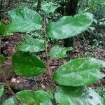 Licania ovalifolia Levél