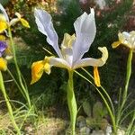 Iris orientalis Fleur