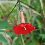 Ipomoea × multifida