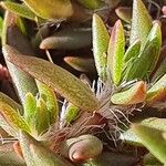 Portulaca foliosa Blatt