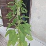 Amaranthus caudatusLevél