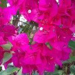 Bougainvillea spp. Kukka