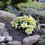 Caltha leptosepala Habitatea