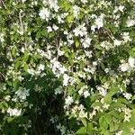 Philadelphus × virginalisBlüte