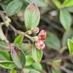 Cotoneaster franchetii 花