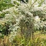 Rubus thibetanus Hábito