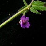 Epilobium cylindricum 整株植物