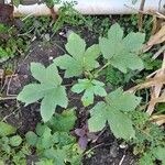 Abelmoschus esculentus Leaf