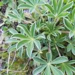 Lupinus albus 叶