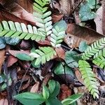 Pentaclethra macrophylla Frunză