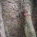 Entandrophragma angolense Bark