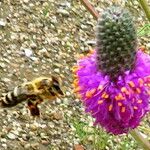 Dalea purpurea Blomst