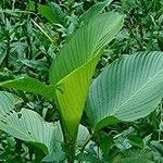 Calathea lutea Folio