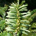 Abies cilicica ഇല
