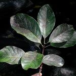 Pycnandra grandifolia 整株植物