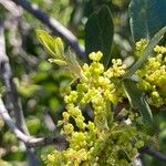 Quercus berberidifolia Flor