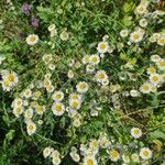 Erigeron strigosus Цвят