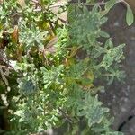 Alyssum montanum Liść