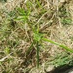 Cyperus eragrostisഇല