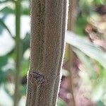 Leonotis leonurus Bark