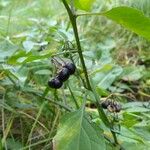 Solanum scabrum Kôra