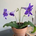 Streptocarpus primulifolius Hoja