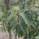 Quercus myrsinifolia Folha