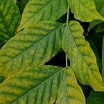 Wisteria frutescens Leaf