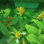 Pachystachys lutea Blad