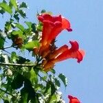 Campsis radicans Fleur