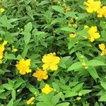 Hypericum × hidcoteense आदत