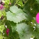 Lophospermum erubescens 葉
