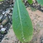 Rumex patientia Blatt